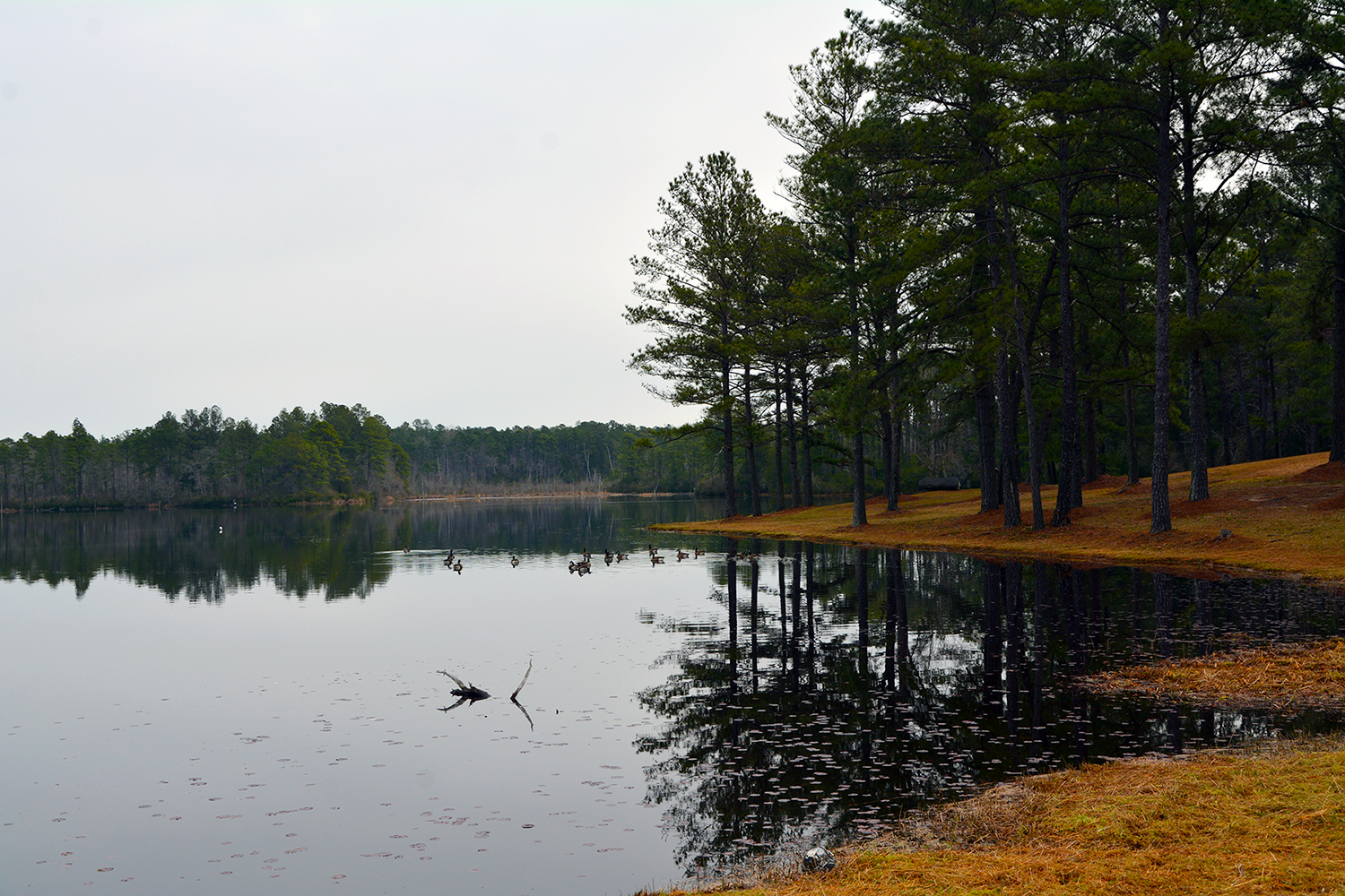 Photo of the lake on the campus of RichmondCC
