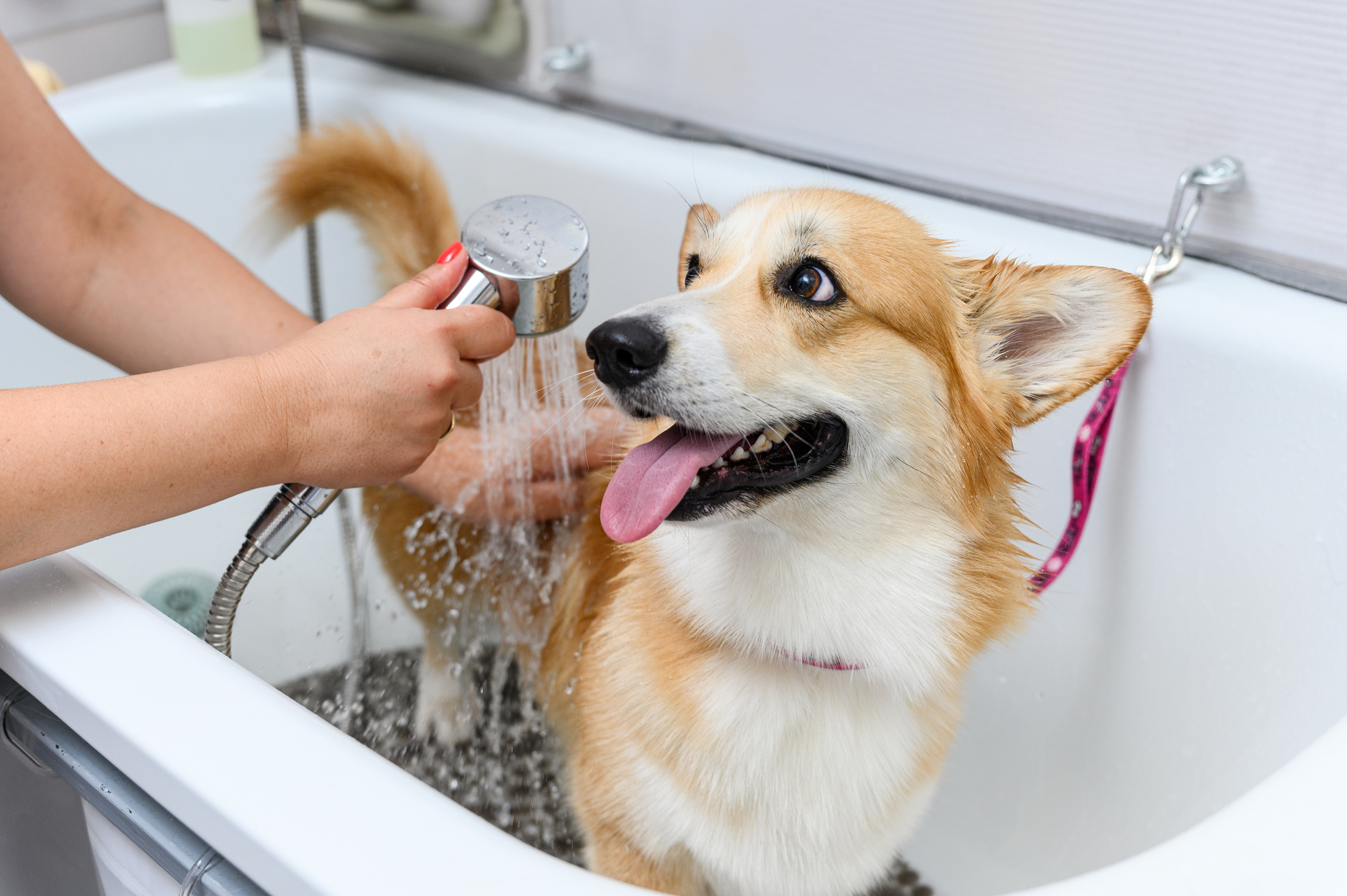 A person washing a dog in a basin