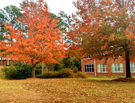 Fall Trees Photo 