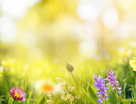 Photo of blooming spring flowers