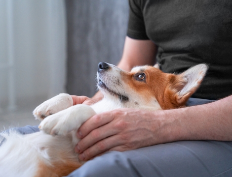 Decompress with Pet Therapy