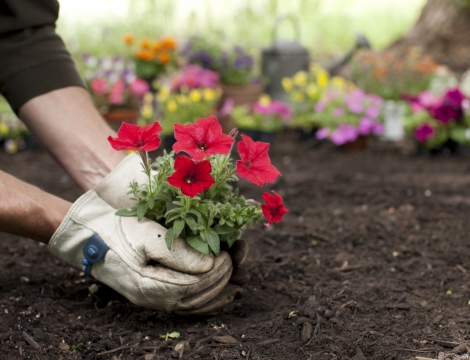 Photo of a person planting a flower