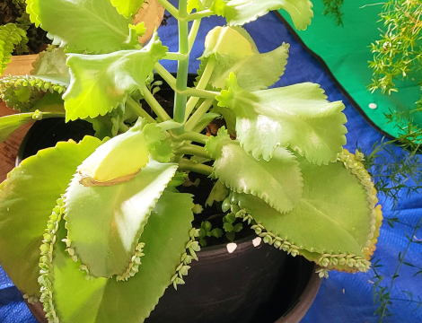 photo of a potted plant