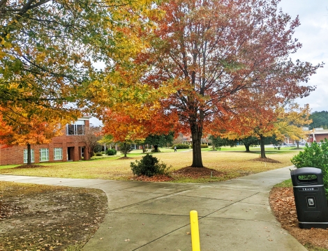 Photo of autumn trees on campus