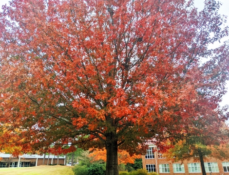 Autumn Leaf Tree