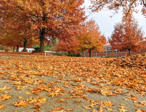 Fall photo of the Hamlet Campus with orange leaves on the paved sidewalk
