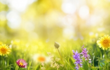 Photo of blooming spring flowers