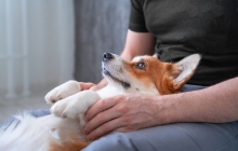 Decompress with Pet Therapy