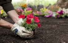 Photo of a person planting a flower