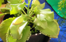 photo of a potted plant