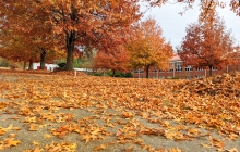 Fall photo of the Hamlet Campus with orange leaves on the paved sidewalk